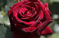 Edelrose 'Black Baccara'