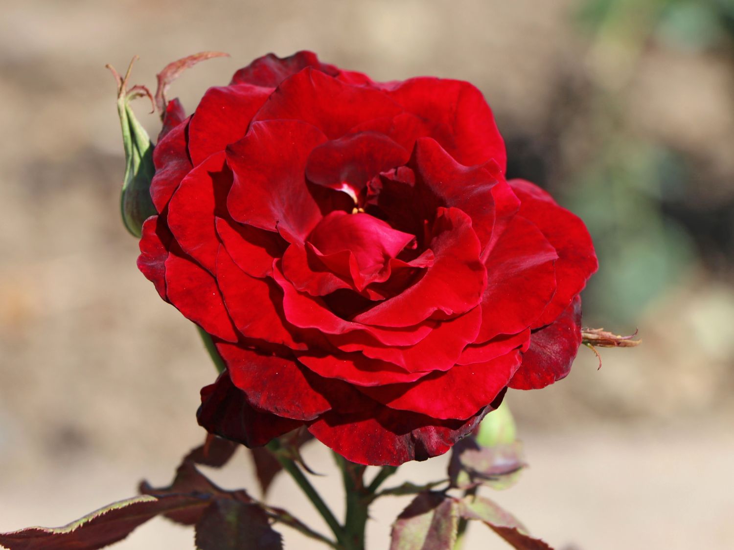 Edelrose 'Black Lady' ®