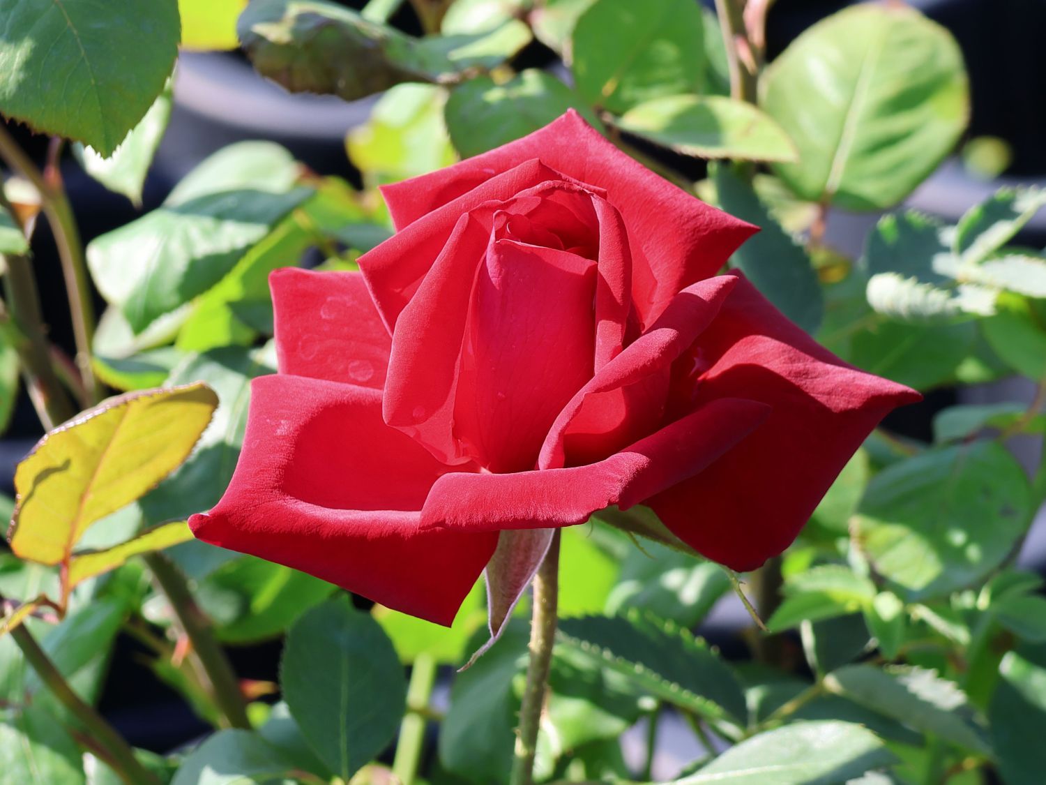 Edelrose 'Burgund ® 81'