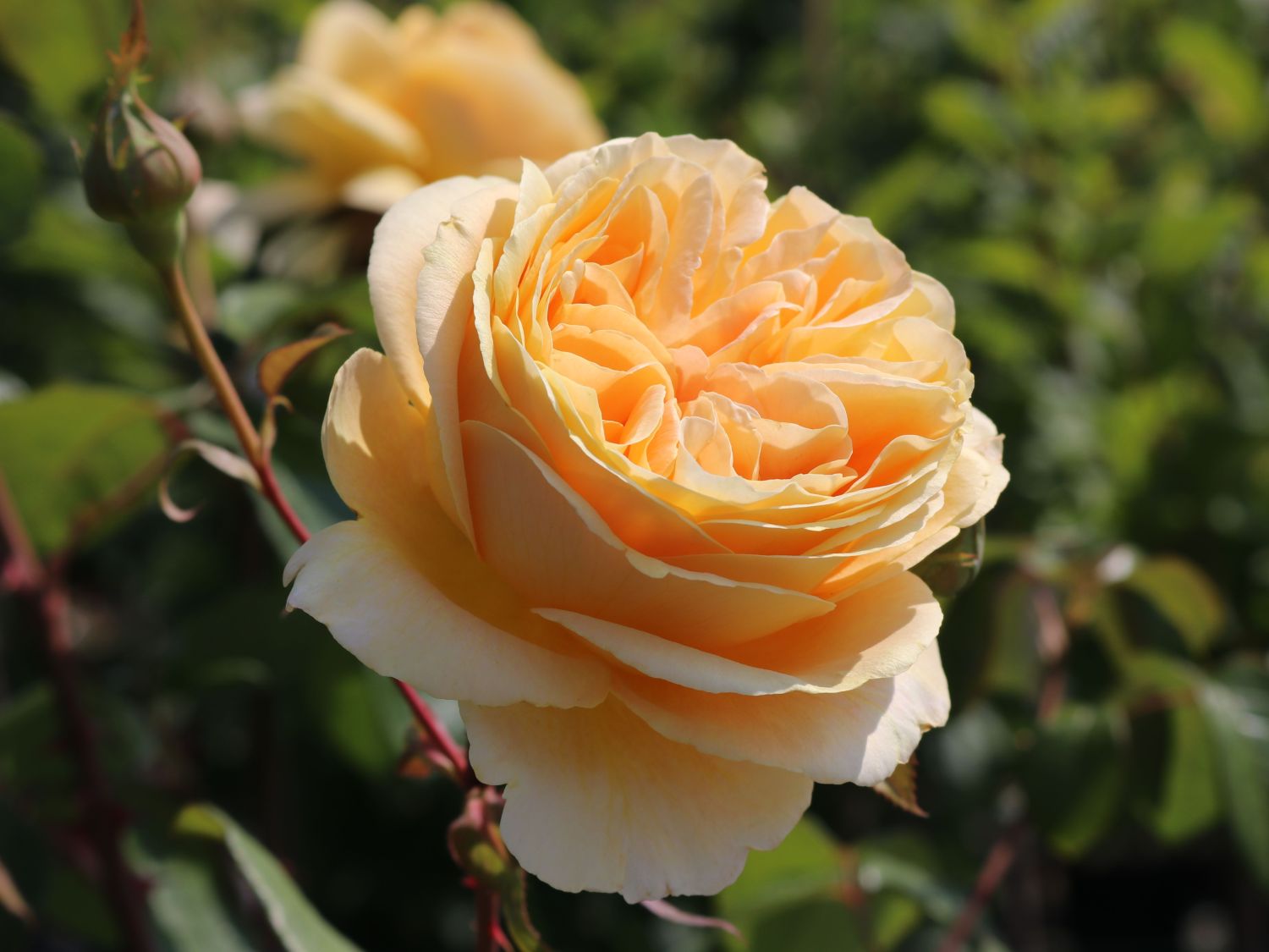 Edelrose 'Candlelight' ®