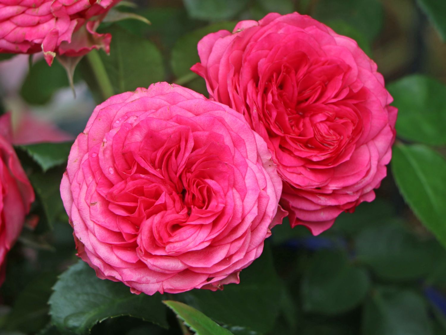 Edelrose 'Candy Rokoko' ®