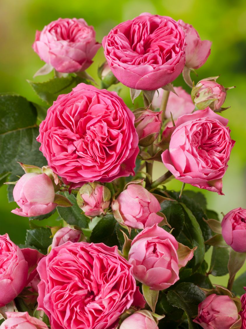 Edelrose 'Candy Rokoko' ® - Rosa 'Candy Rokoko' ® / Noblesse ® Spray-Rose