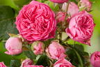 Edelrose 'Candy Rokoko' ® - Rosa 'Candy Rokoko' ® / Noblesse ® Spray-Rose