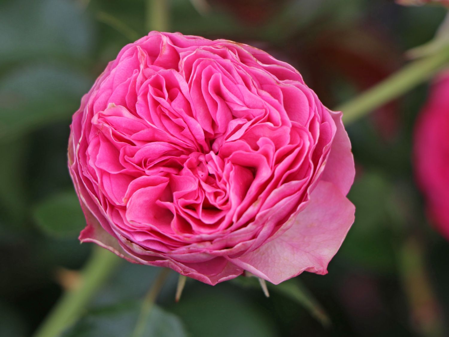 Edelrose 'Candy Rokoko' ® - Rosa 'Candy Rokoko' ® / Noblesse ® Spray-Rose
