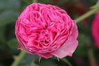 Edelrose 'Candy Rokoko' ® - Rosa 'Candy Rokoko' ® / Noblesse ® Spray-Rose
