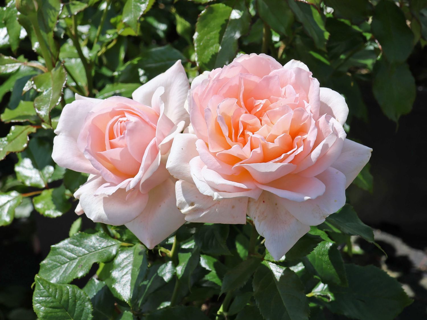 Edelrose 'Chandos Beauty' ®