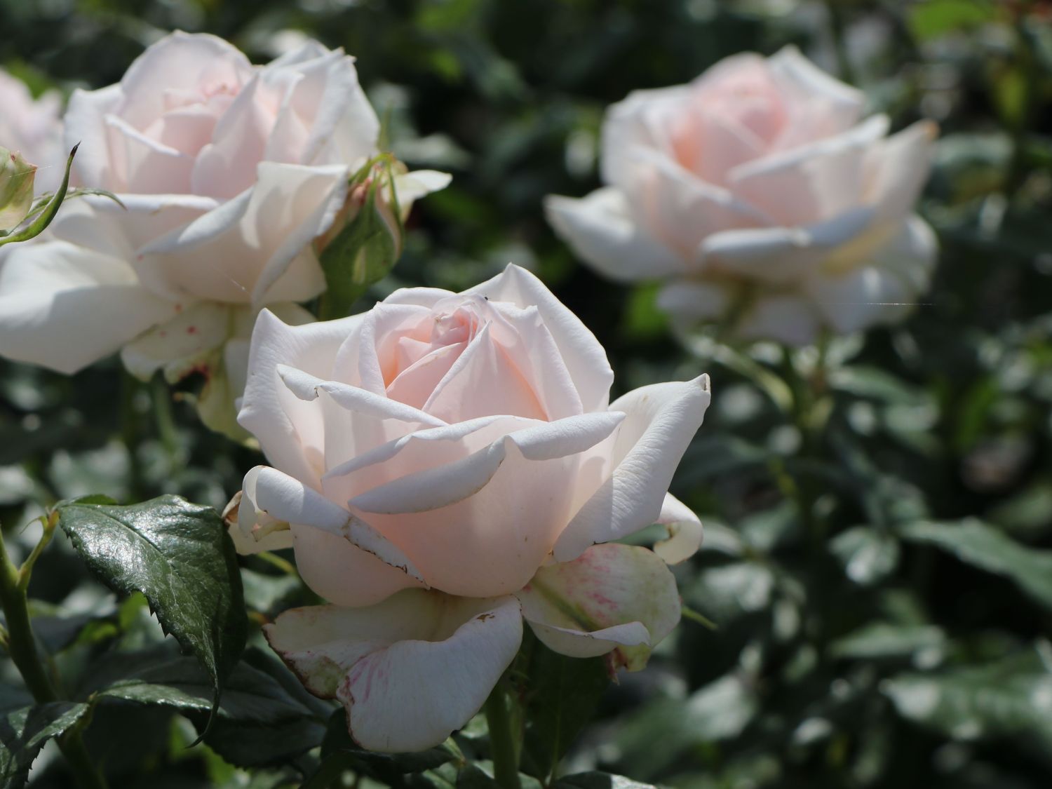 Edelrose 'Chandos Beauty' ® - Rosa 'Chandos Beauty' ®