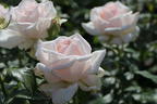 Edelrose 'Chandos Beauty' ® - Rosa 'Chandos Beauty' ®