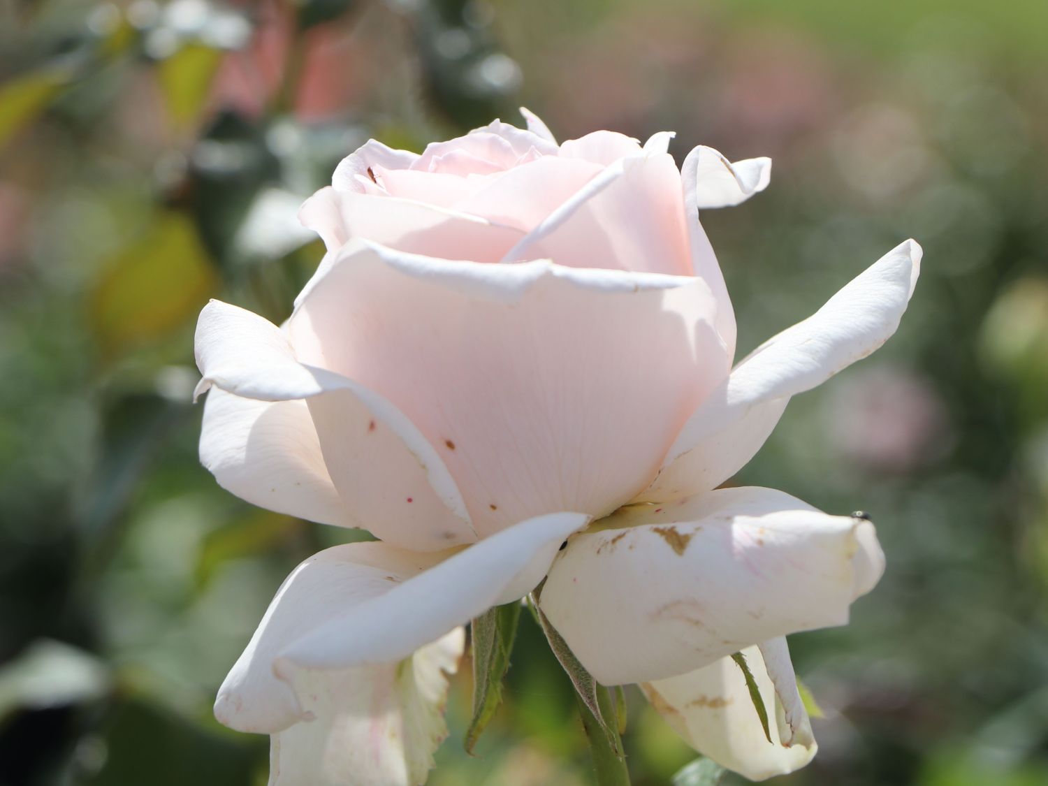 Edelrose 'Chandos Beauty' ® - Rosa 'Chandos Beauty' ®