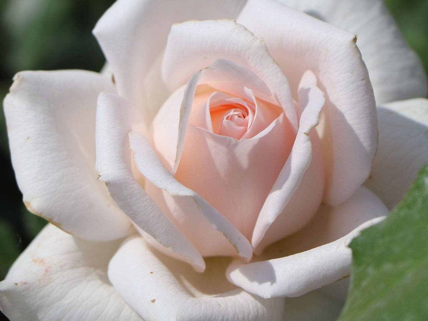 Edelrose 'Chandos Beauty' ® - Rosa 'Chandos Beauty' ®