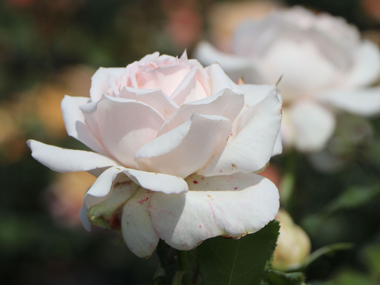 Edelrose 'Chandos Beauty' ® - Rosa 'Chandos Beauty' ®