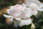 Edelrose 'Chandos Beauty' ® - Rosa 'Chandos Beauty' ®