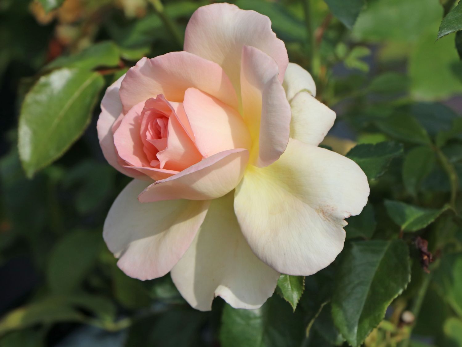 Edelrose 'Chandos Beauty' ® - Rosa 'Chandos Beauty' ®