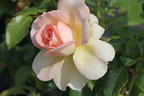 Edelrose 'Chandos Beauty' ® - Rosa 'Chandos Beauty' ®