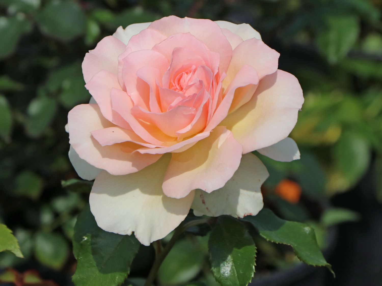 Edelrose 'Chandos Beauty' ® - Rosa 'Chandos Beauty' ®