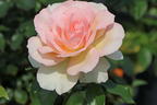 Edelrose 'Chandos Beauty' ® - Rosa 'Chandos Beauty' ®