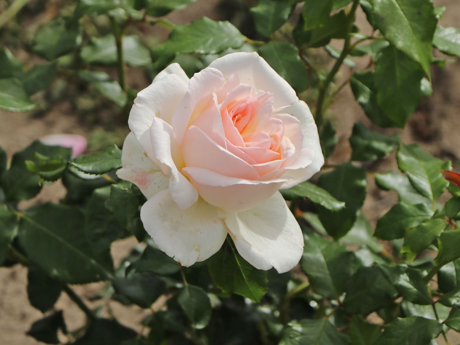 Edelrose 'Chandos Beauty' ® - Rosa 'Chandos Beauty' ®