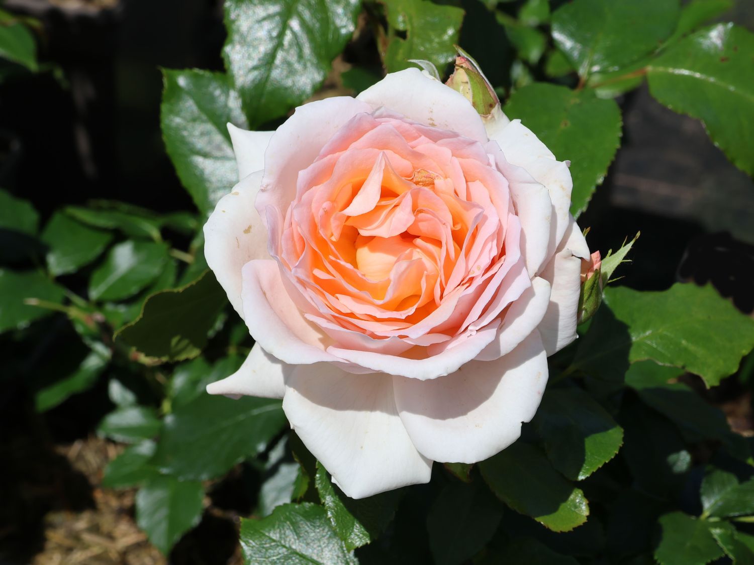 Edelrose 'Chandos Beauty' ® - Rosa 'Chandos Beauty' ®