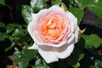 Edelrose 'Chandos Beauty' ® - Rosa 'Chandos Beauty' ®