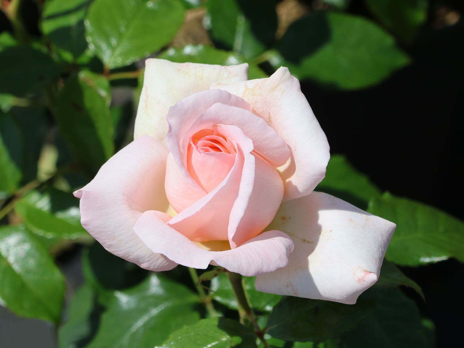 Edelrose 'Chandos Beauty' ® - Rosa 'Chandos Beauty' ®