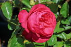 Edelrose 'Cherry Lady' ® - Rosa 'Cherry Lady' ®