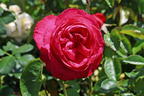 Edelrose 'Cherry Lady' ® - Rosa 'Cherry Lady' ®