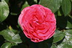 Edelrose 'Cherry Lady' ® - Rosa 'Cherry Lady' ®