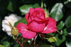 Edelrose 'Cherry Lady' ® - Rosa 'Cherry Lady' ®