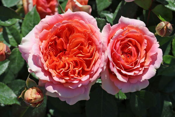 Edelrose Elegante Edelrosen für den Garten online kaufen