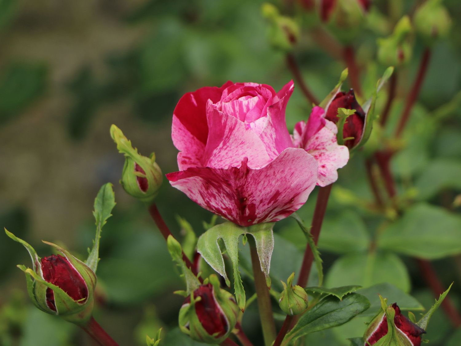 Edelrose 'Colibri ® Farbfestival' ®