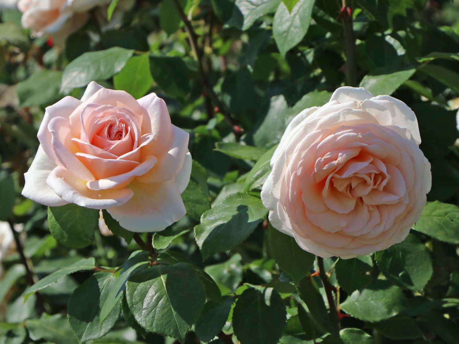 Edelrose 'Courage' ®