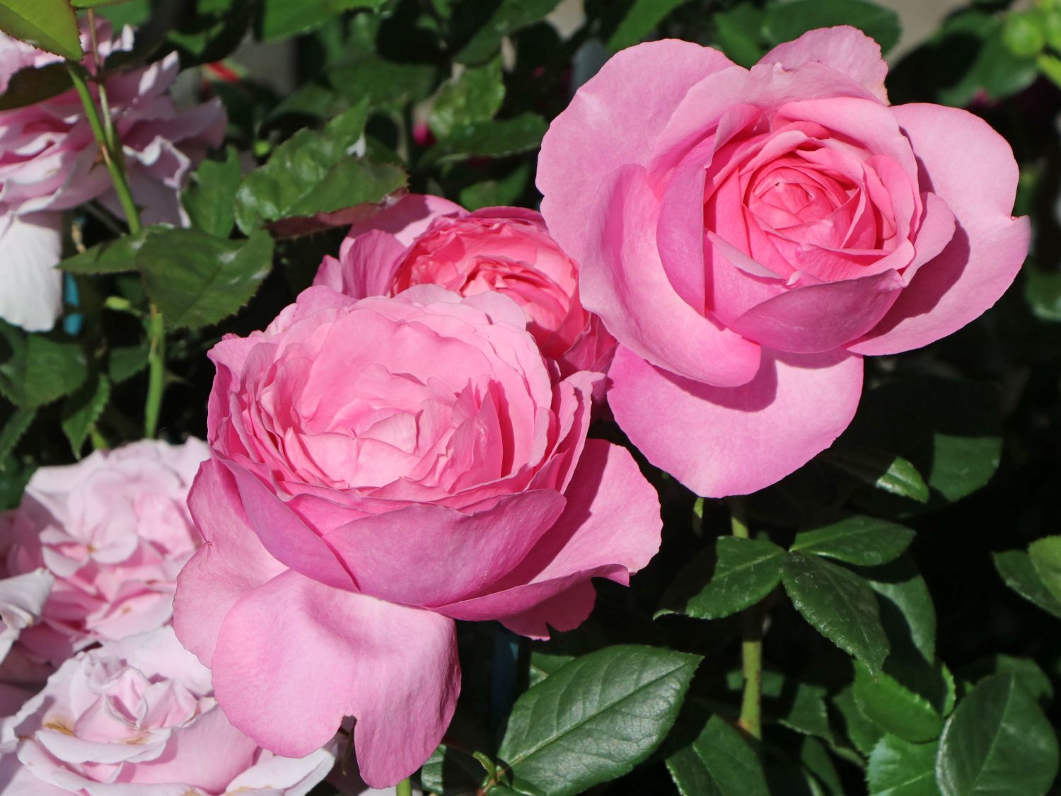 Edelrose 'Desirée' ®