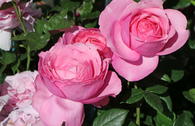 Edelrose 'Desirée' ®