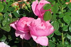 Edelrose 'Desirée' ® - Rosa 'Desirée' ® ADR-Rose