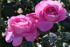 Edelrose 'Desirée' ® - Rosa 'Desirée' ® ADR-Rose