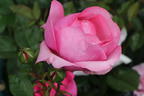 Edelrose 'Desirée' ® - Rosa 'Desirée' ® ADR-Rose