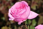 Edelrose 'Desirée' ® - Rosa 'Desirée' ® ADR-Rose