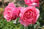 Edelrose 'Desirée' ® - Rosa 'Desirée' ® ADR-Rose