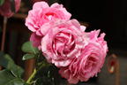 Edelrose 'Desirée' ® - Rosa 'Desirée' ® ADR-Rose