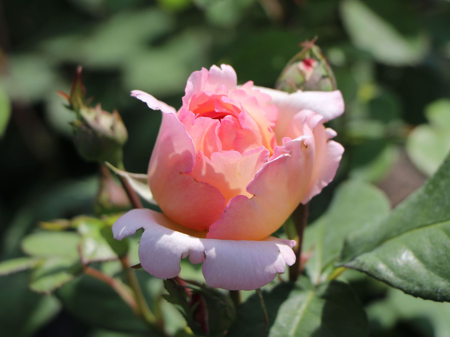 Edelrose 'Duftjuwel' ® - Rosa 'Duftjuwel' ®