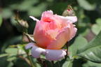 Edelrose 'Duftjuwel' ® - Rosa 'Duftjuwel' ®