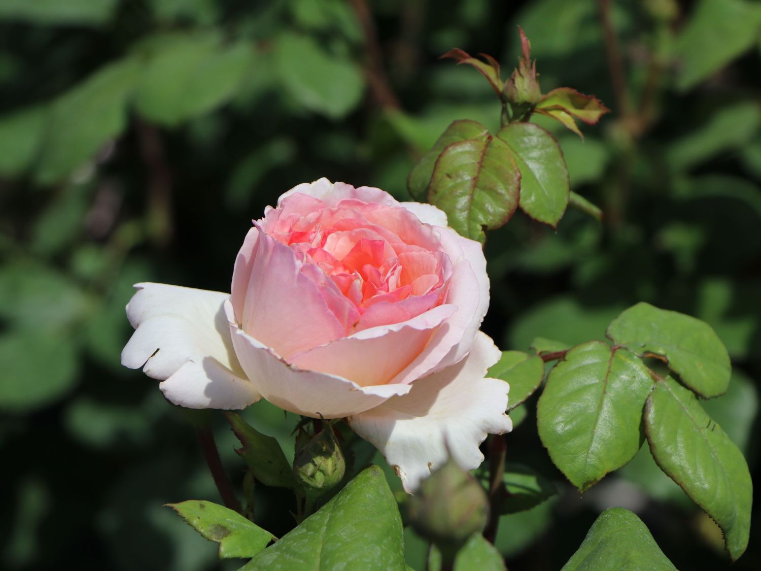 Edelrose 'Duftjuwel' ® - Rosa 'Duftjuwel' ®