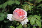 Edelrose 'Duftjuwel' ® - Rosa 'Duftjuwel' ®