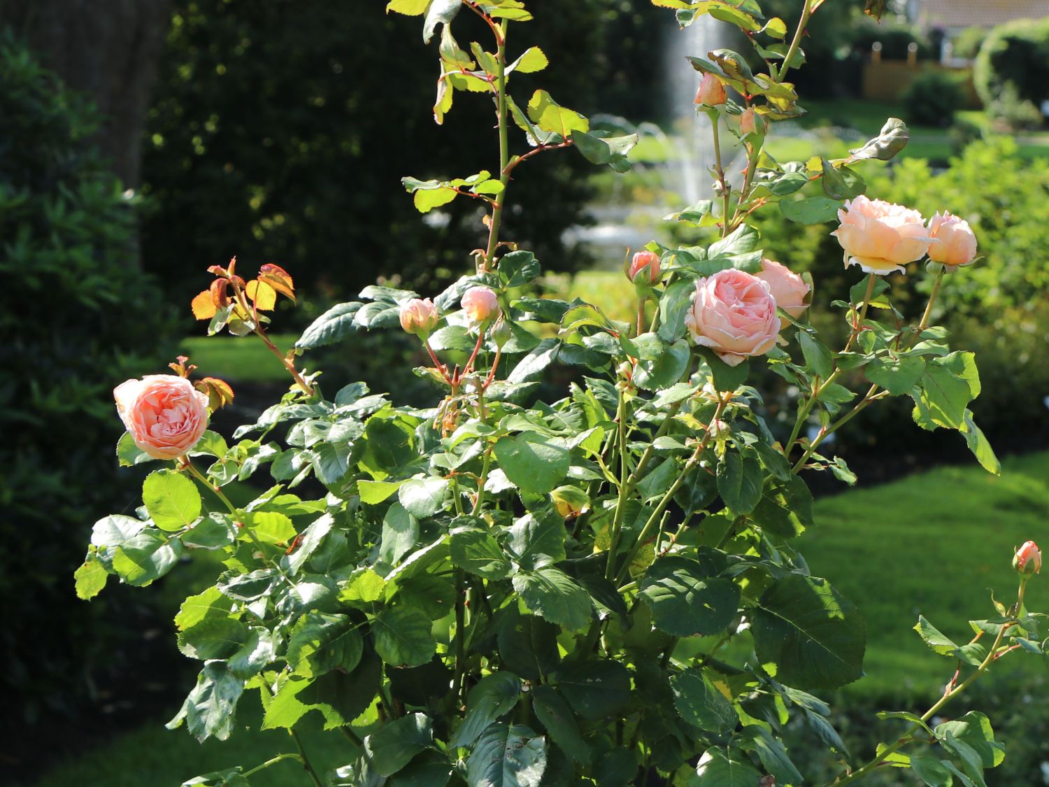 Edelrose 'Duftjuwel' ® - Rosa 'Duftjuwel' ®