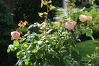 Edelrose 'Duftjuwel' ® - Rosa 'Duftjuwel' ®