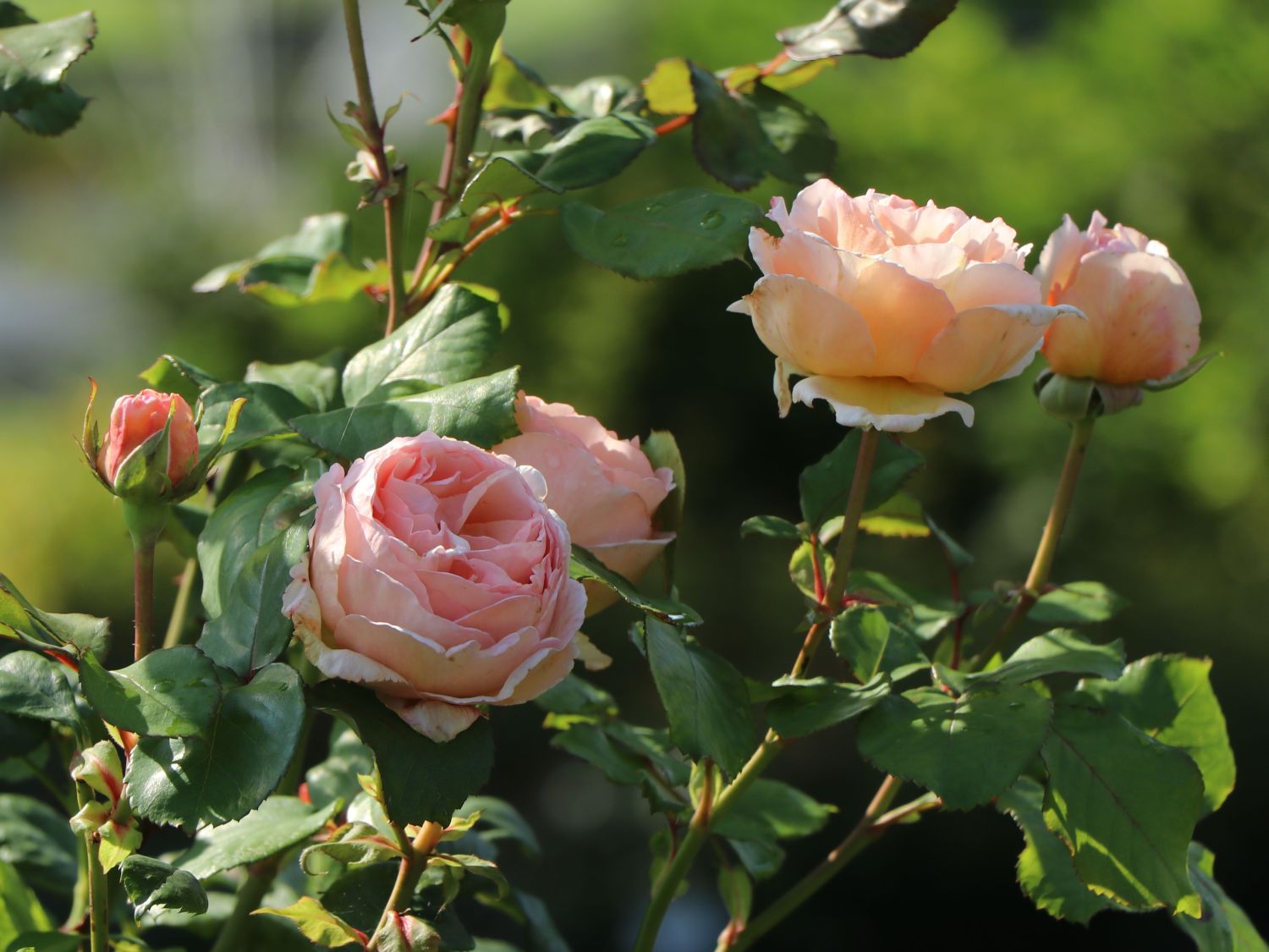 Edelrose 'Duftjuwel' ® - Rosa 'Duftjuwel' ®
