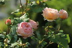 Edelrose 'Duftjuwel' ® - Rosa 'Duftjuwel' ®