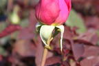 Edelrose 'Duftrausch' ® - Rosa 'Duftrausch' ®