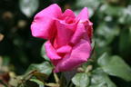 Edelrose 'Duftrausch' ® - Rosa 'Duftrausch' ®