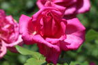 Edelrose 'Duftrausch' ® - Rosa 'Duftrausch' ®
